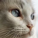 cato (Luiz E. Vasconcellos)