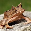 frog (Luiz E. Vasconcellos)