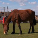 horse (Kirk Martinez)